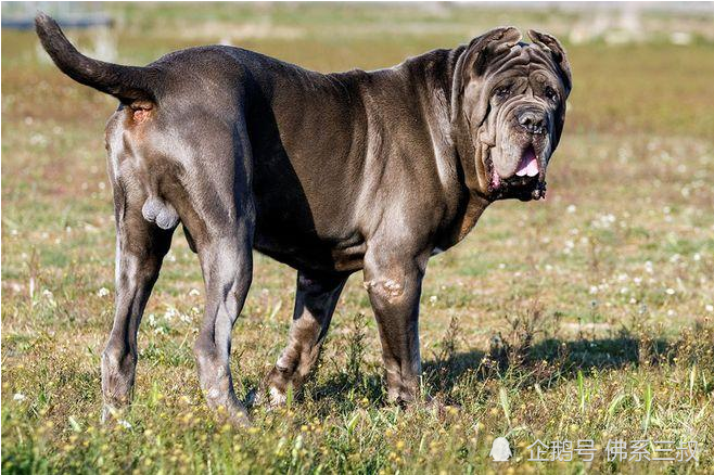 世界十大打架最猛犬