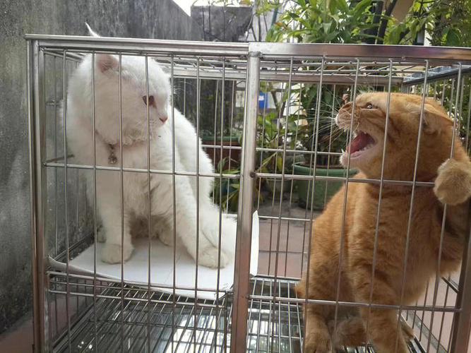 中国橘猫vs美国白猫