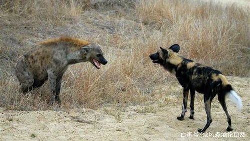 中国鬣狗vs非洲鬣狗视频
