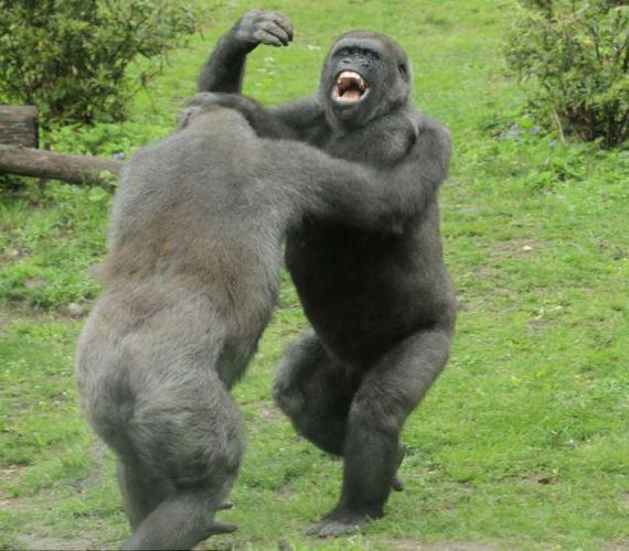 俄罗斯猩猩打架vs中国猩猩打架