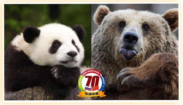 俄罗斯的熊猫vs中国的熊猫