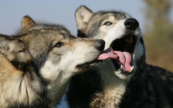 捷克狼犬vs日本的狼犬