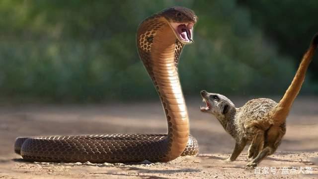 日本王蛇vs美国王蛇