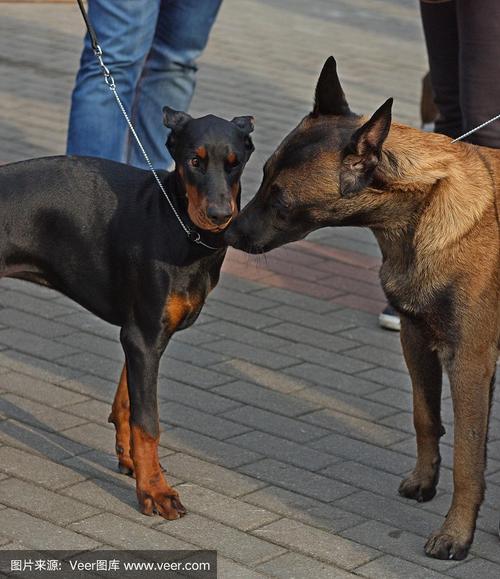 杜宾犬vs比利时犬