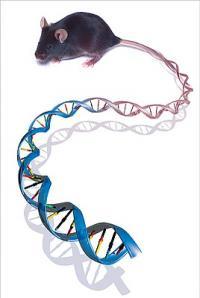 老鼠和人类基因99%