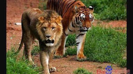 中国东北虎vs雄狮的相关图片