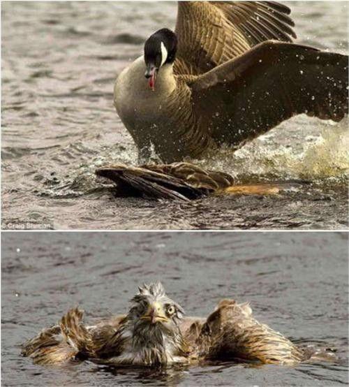中国大白鹅vs老鹰的相关图片