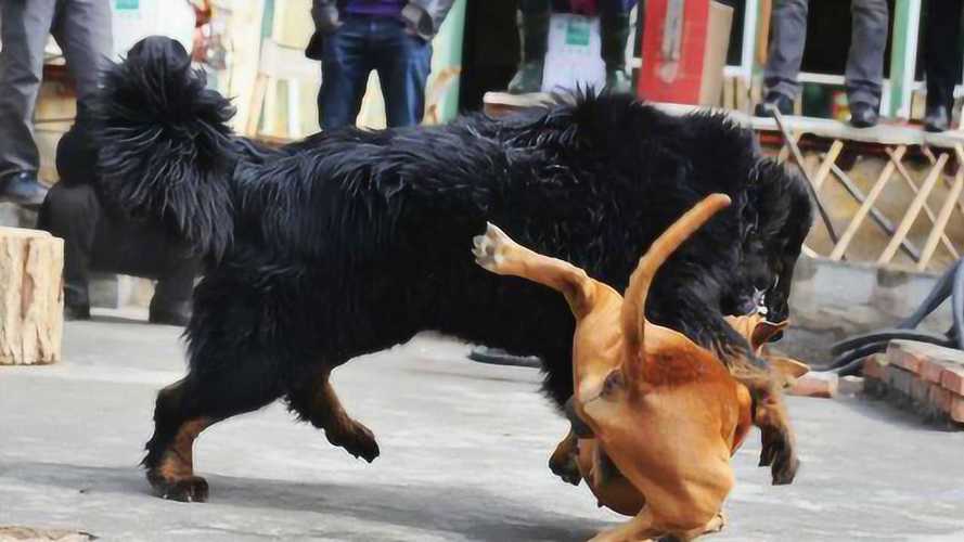 中国犬vs美国恶犬比赛的相关图片