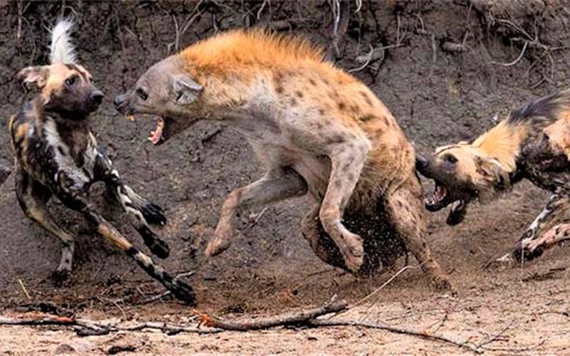 中国鬣狗vs非洲鬣狗视频的相关图片