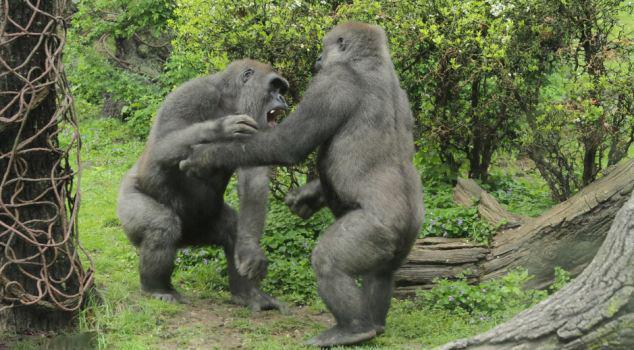 俄罗斯猩猩打架vs中国猩猩打架的相关图片