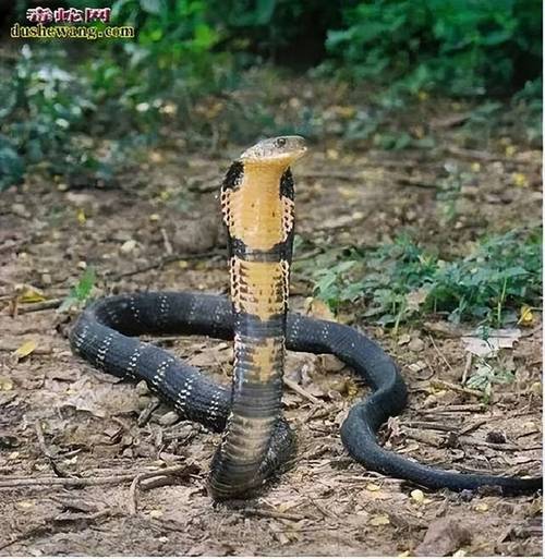 印度眼镜蛇vs菲律宾眼镜蛇的相关图片
