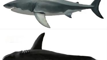 大白鲨vs的相关图片