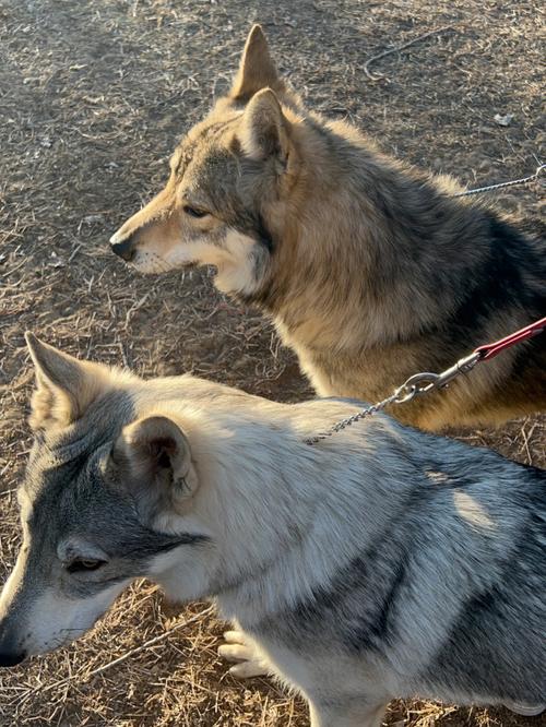捷克狼犬vs日本的狼犬的相关图片