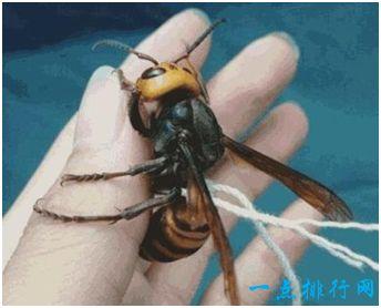 日本大黄蜂vs秃头黄蜂的相关图片