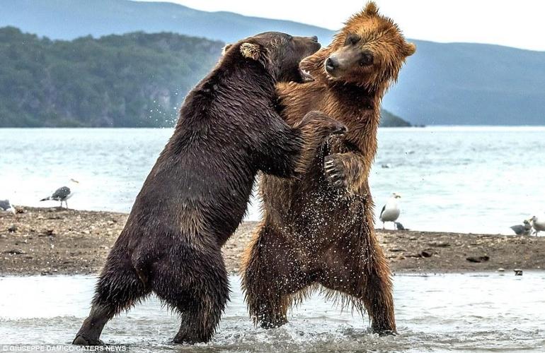 日本小熊vs俄罗斯大熊的相关图片