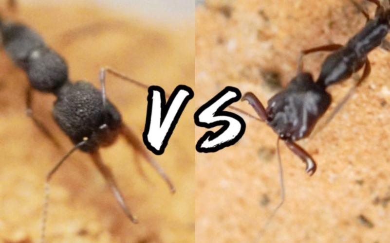 日本弓背蚁vs猎镰猛蚁的相关图片