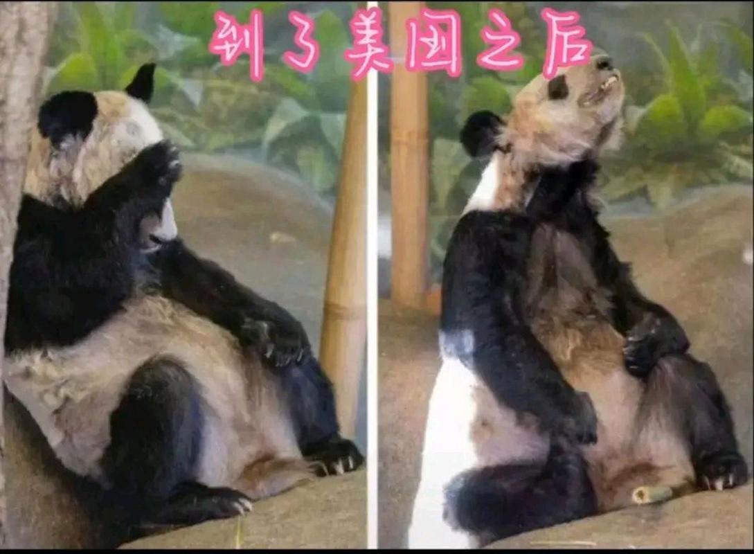 日本熊猫香香vs美国熊猫丫丫的相关图片