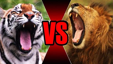 日本虎vs中国虎的相关图片