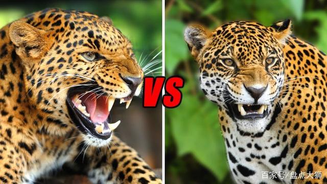 美国豹vs中国豹的相关图片