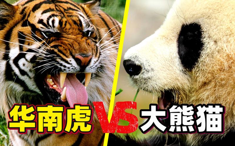 老虎vs中国熊猫的相关图片