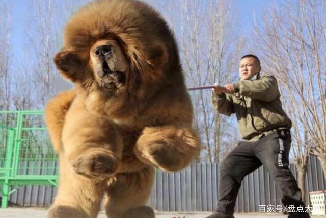 藏獒vs中国大狼狗比赛的相关图片