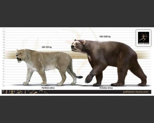 金灰熊vs短面熊的相关图片