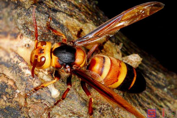 黑尾胡蜂vs日本大黄蜂的相关图片